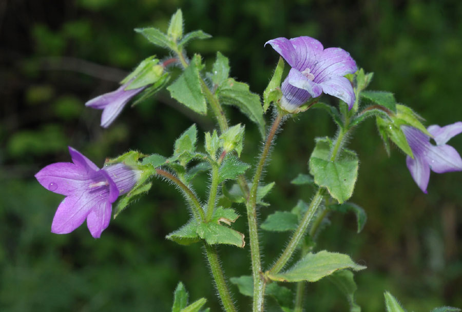 Campanula dichotoma, Stachys ocymastrum, Stachys recta